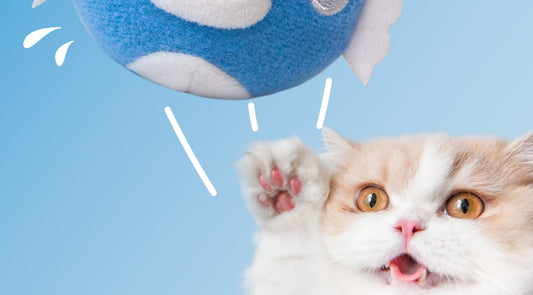 Enhancing Cat's Life: Toys and Health Care