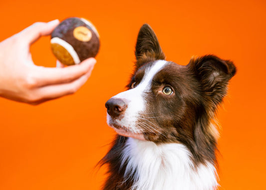 The Hidden Joys of Snuffle Toys: Why They Trump Regular Toys for Dogs