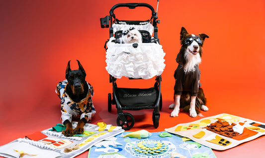 Pet Toy Selection Guide: Finding the Perfect Plaything for Your Furry Friend