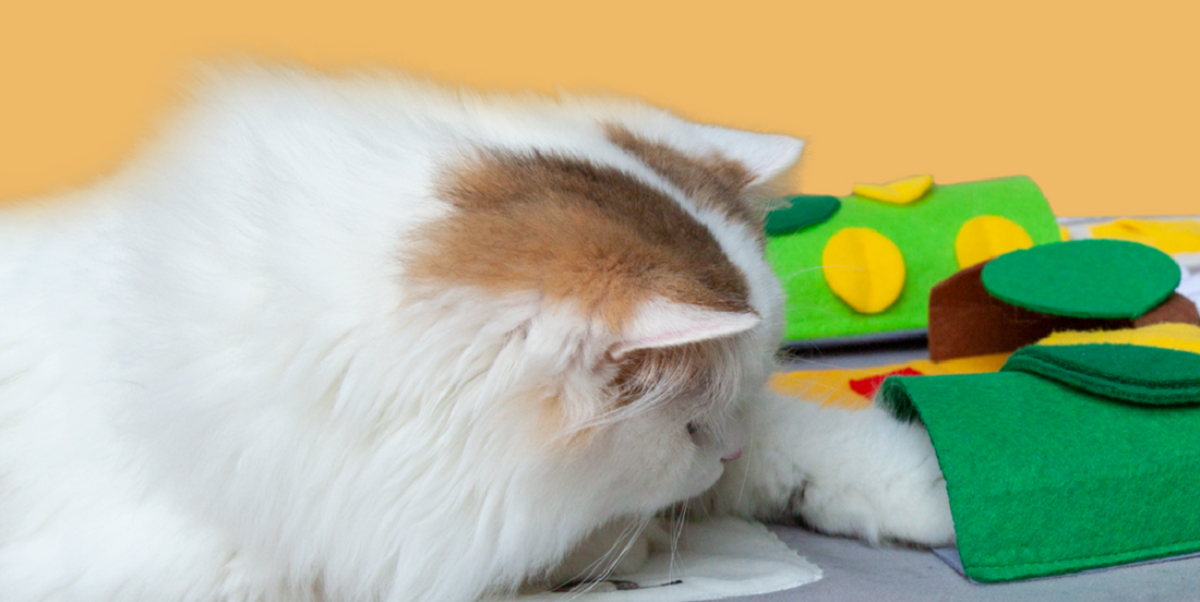 How Can You Enhance Your Cat's Life with the Right Toys and Health Care?