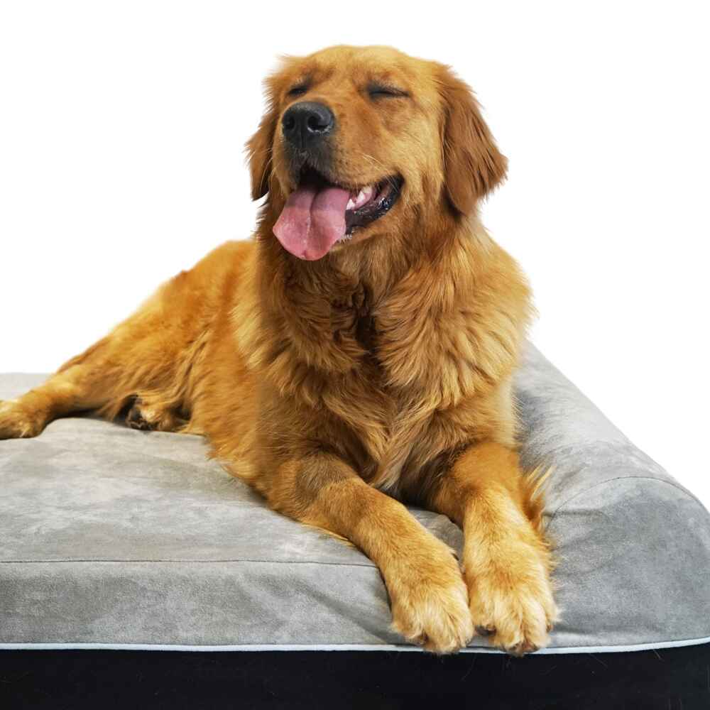 Double Pillow Dog Bed